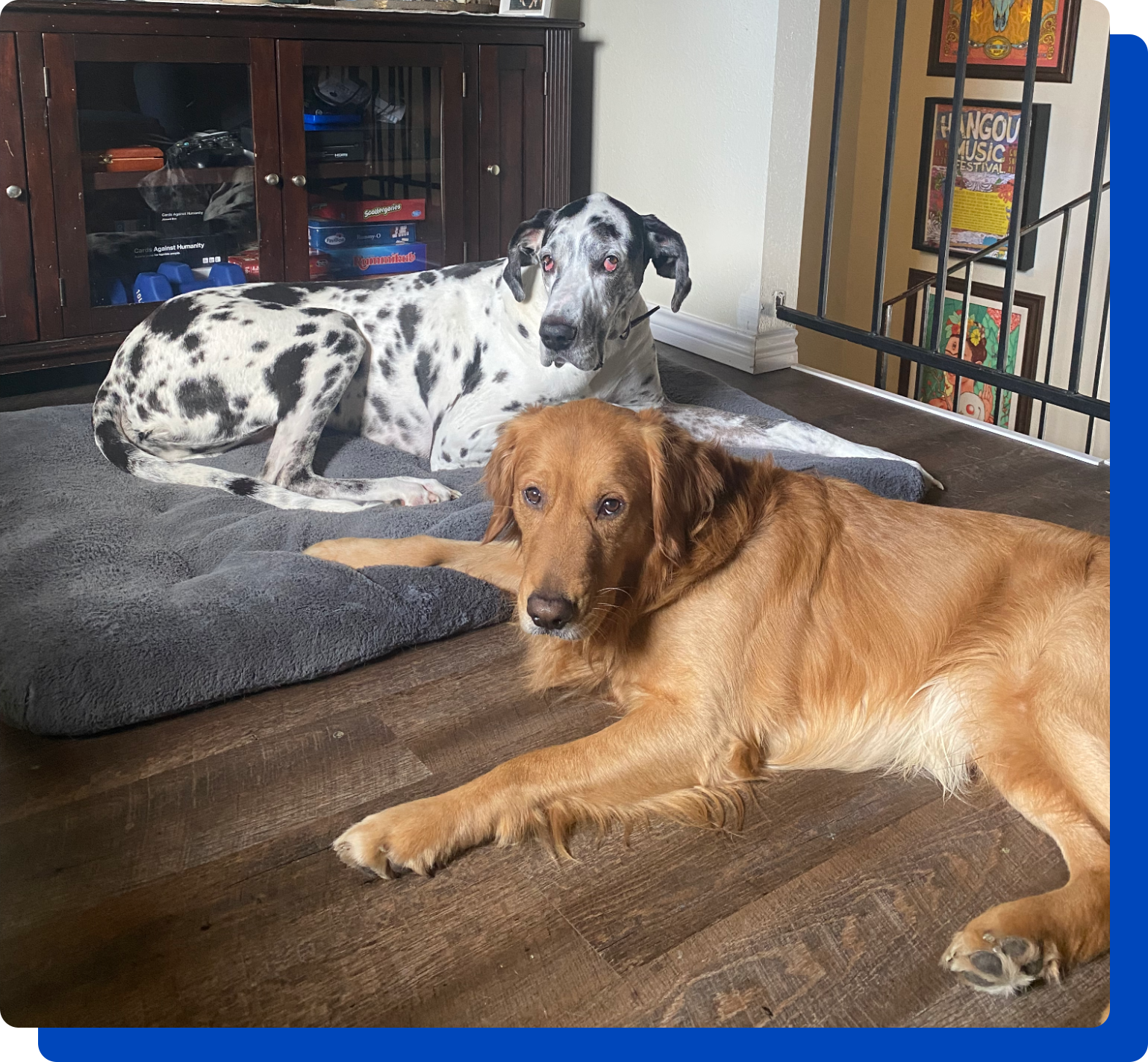 doggies